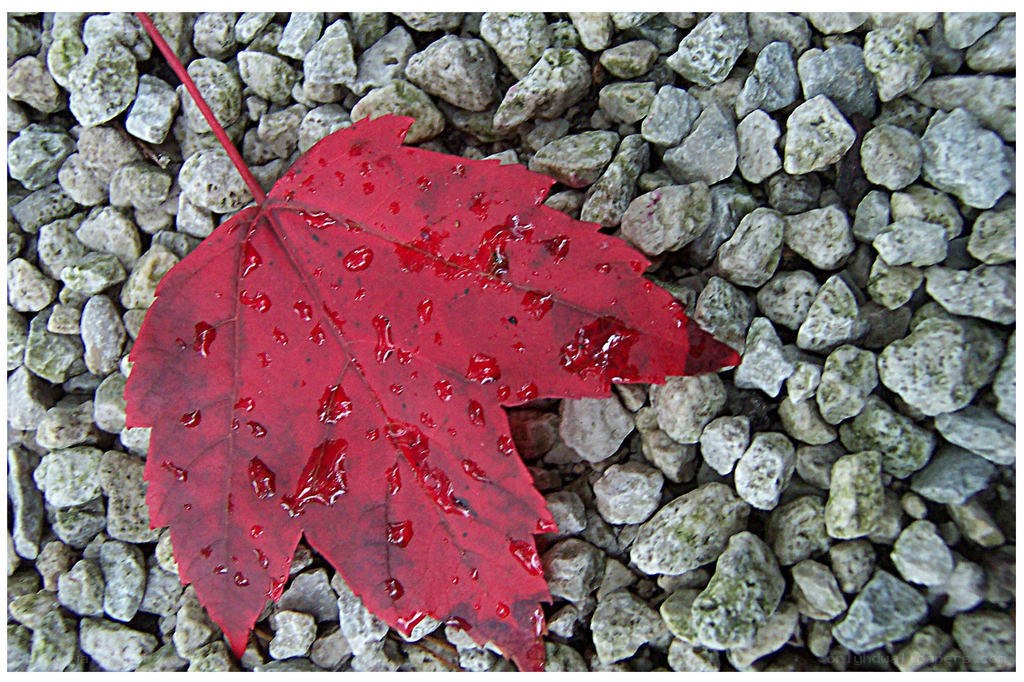 Red leaf on gravel