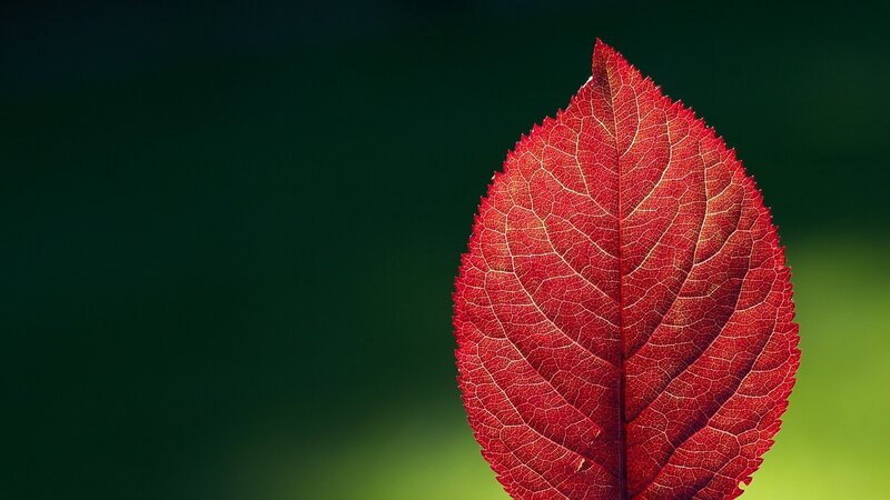 Red Leaf on Green Background