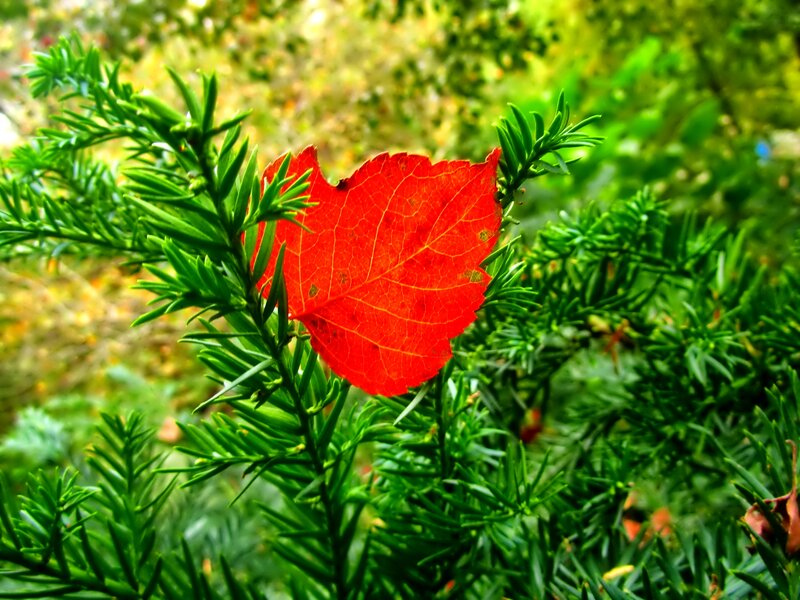 Red Leaf on Green Branch