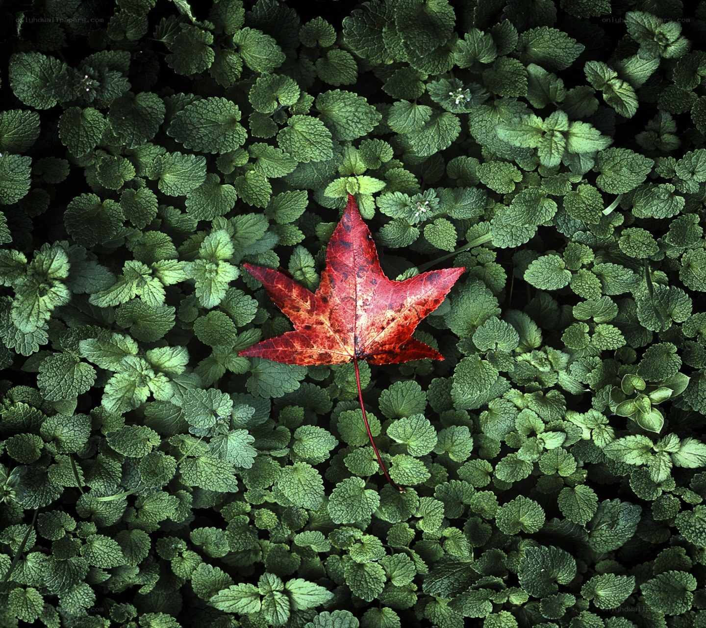 Red leaf on green foliage