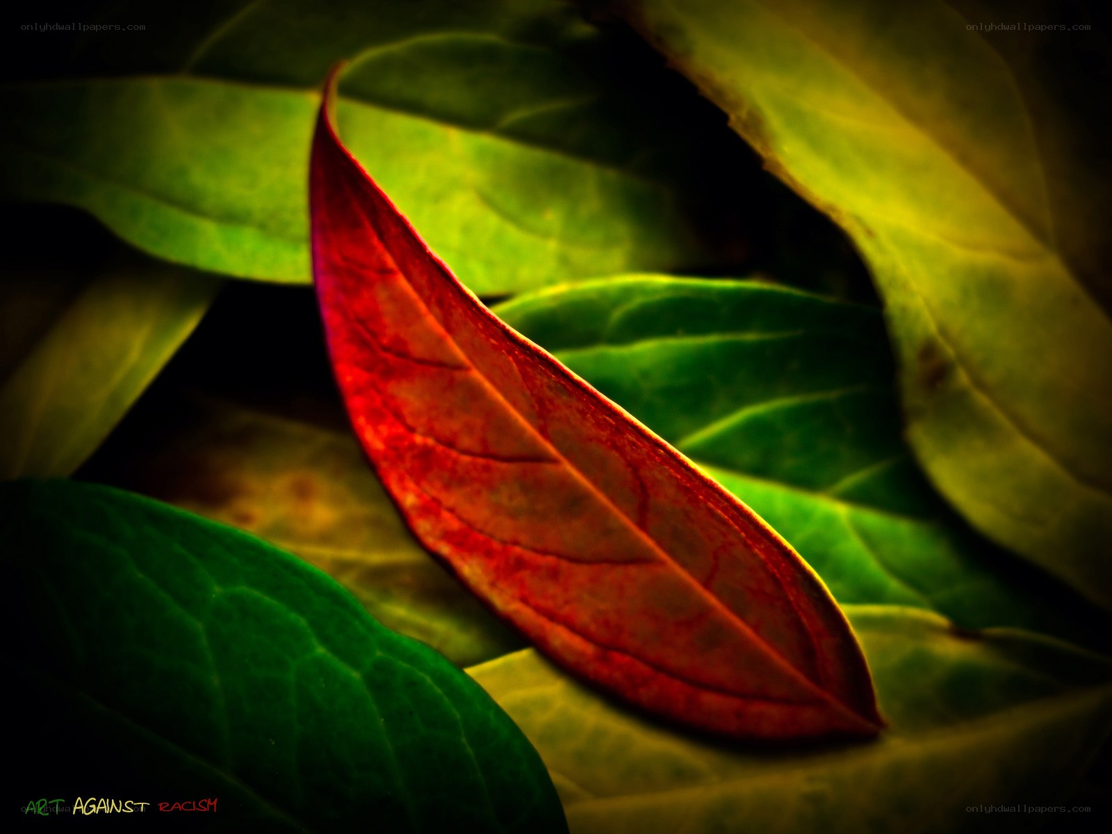 Red leaf on green foliage