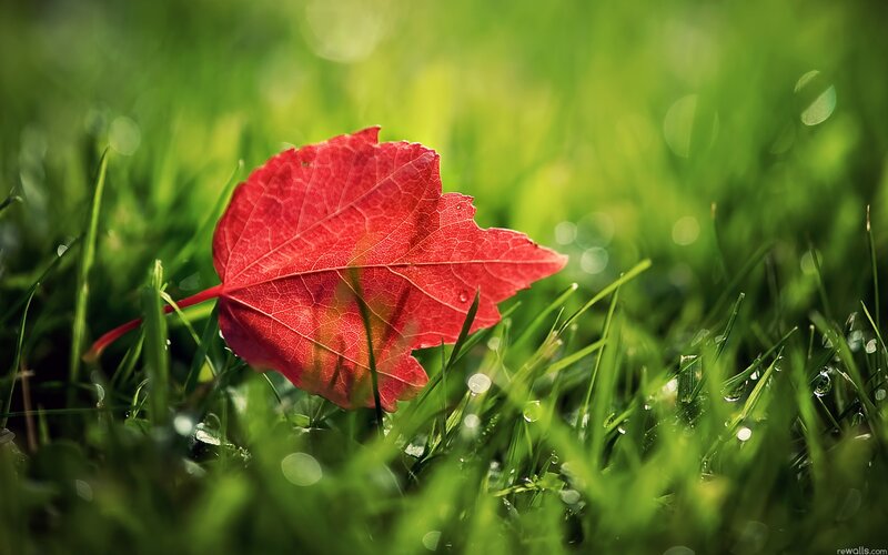 Red leaf on green grass