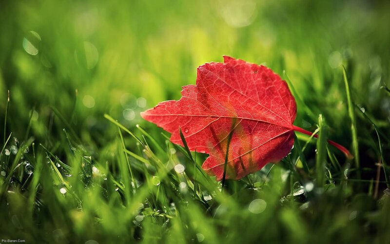 Red leaf on green grass