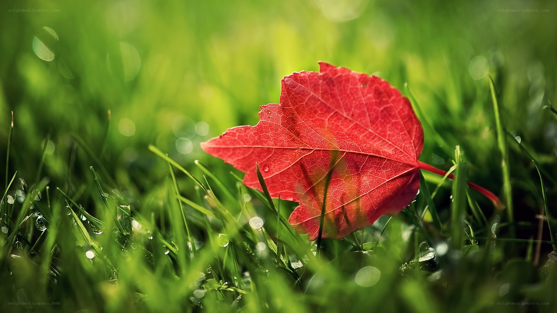 Red leaf on green grass