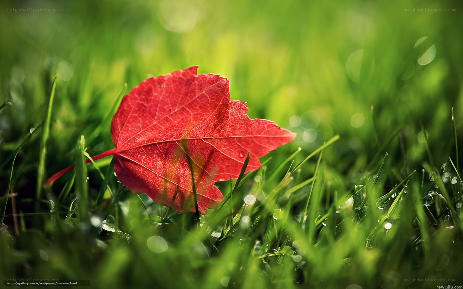 Red leaf on green grass