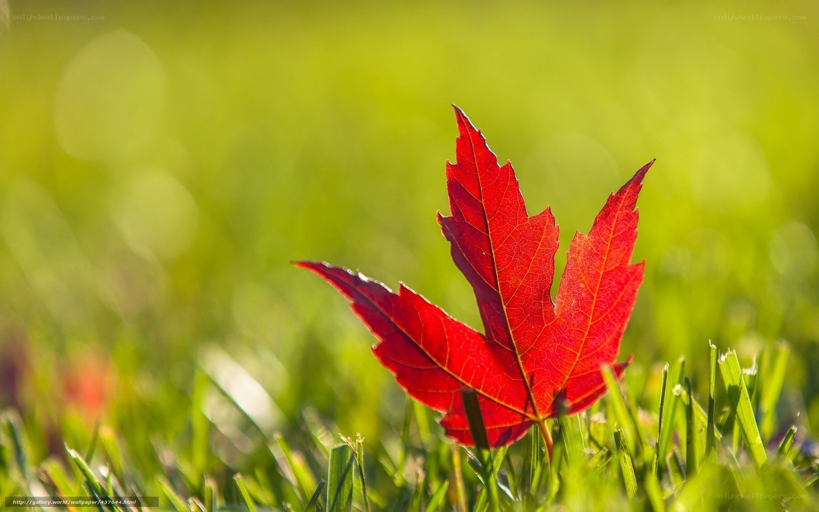 Red leaf on green grass