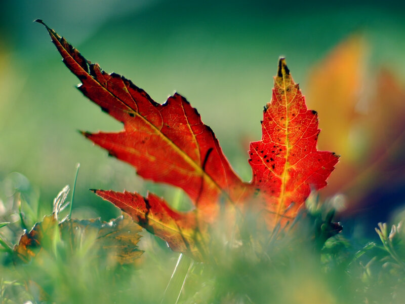 Red leaf on green grass