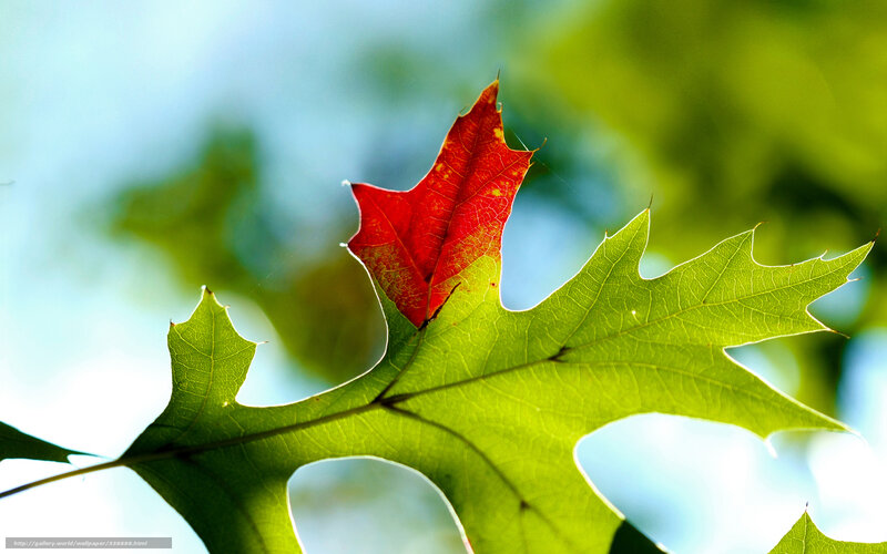 Red leaf on green leaf