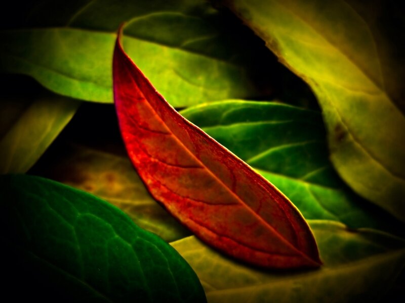 Red Leaf on Green Leaves — Dramatic