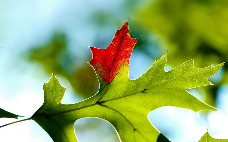 Red leaf on green oak leaf
