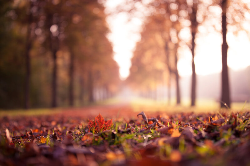 Red Leaf on Ground — Brown