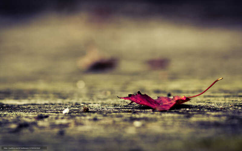 Red Leaf on Ground — Calm, Autumn, Photograph, Stem