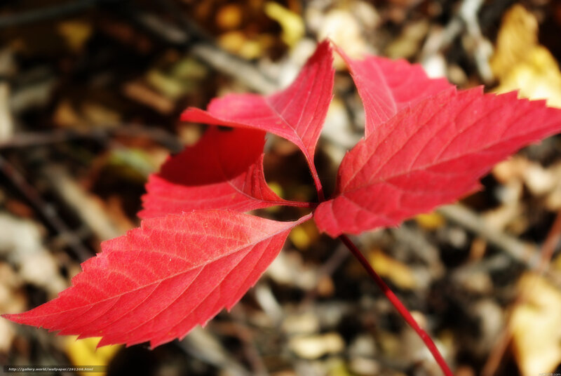 Red Leaf on Ground — Calm, Autumn