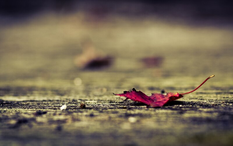 Red Leaf on Ground — Calm