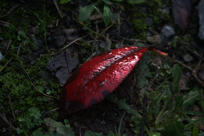 Red Leaf on Ground — Moody