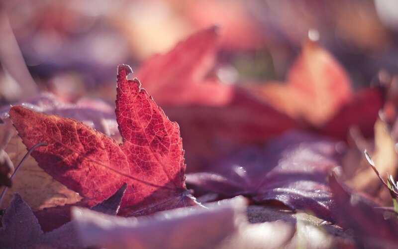 Red Leaf on Ground — Serene, Autumn