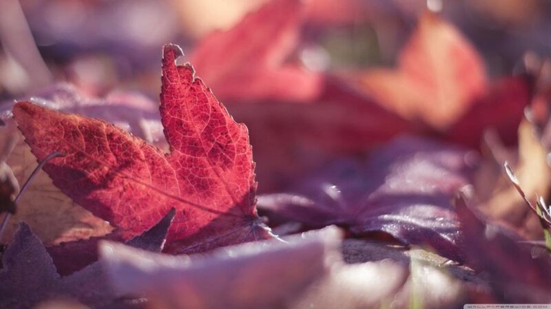 Red Leaf on Ground — Serene