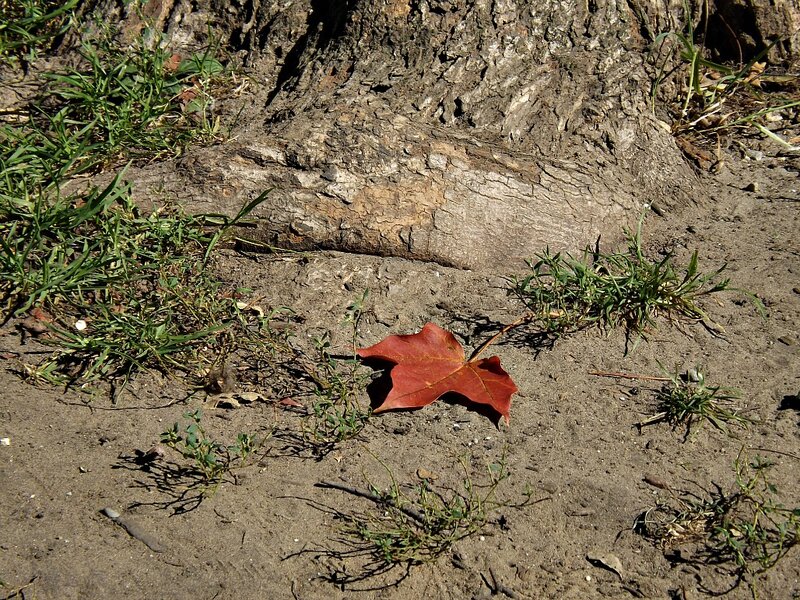 Red Leaf on Ground