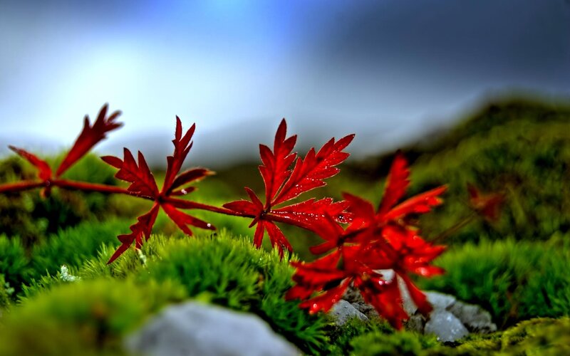 Red Leaf on Moss — Serene
