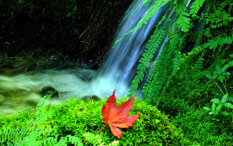 Red Leaf on Moss