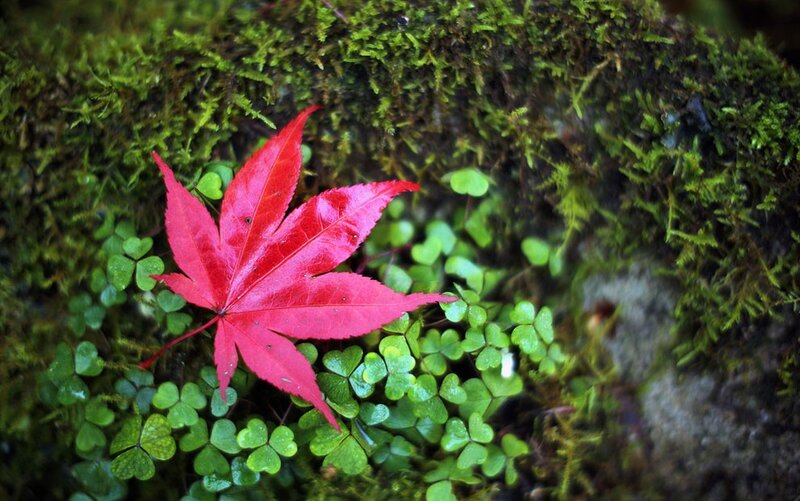 Red leaf on mossy ground