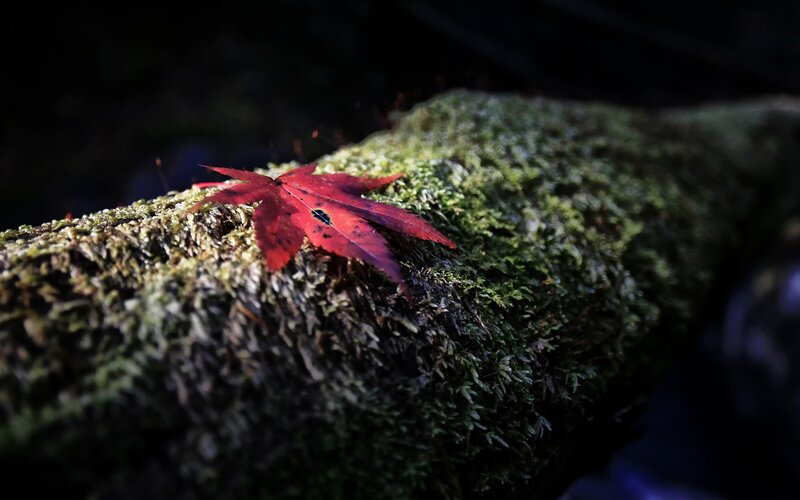 Red leaf on mossy log
