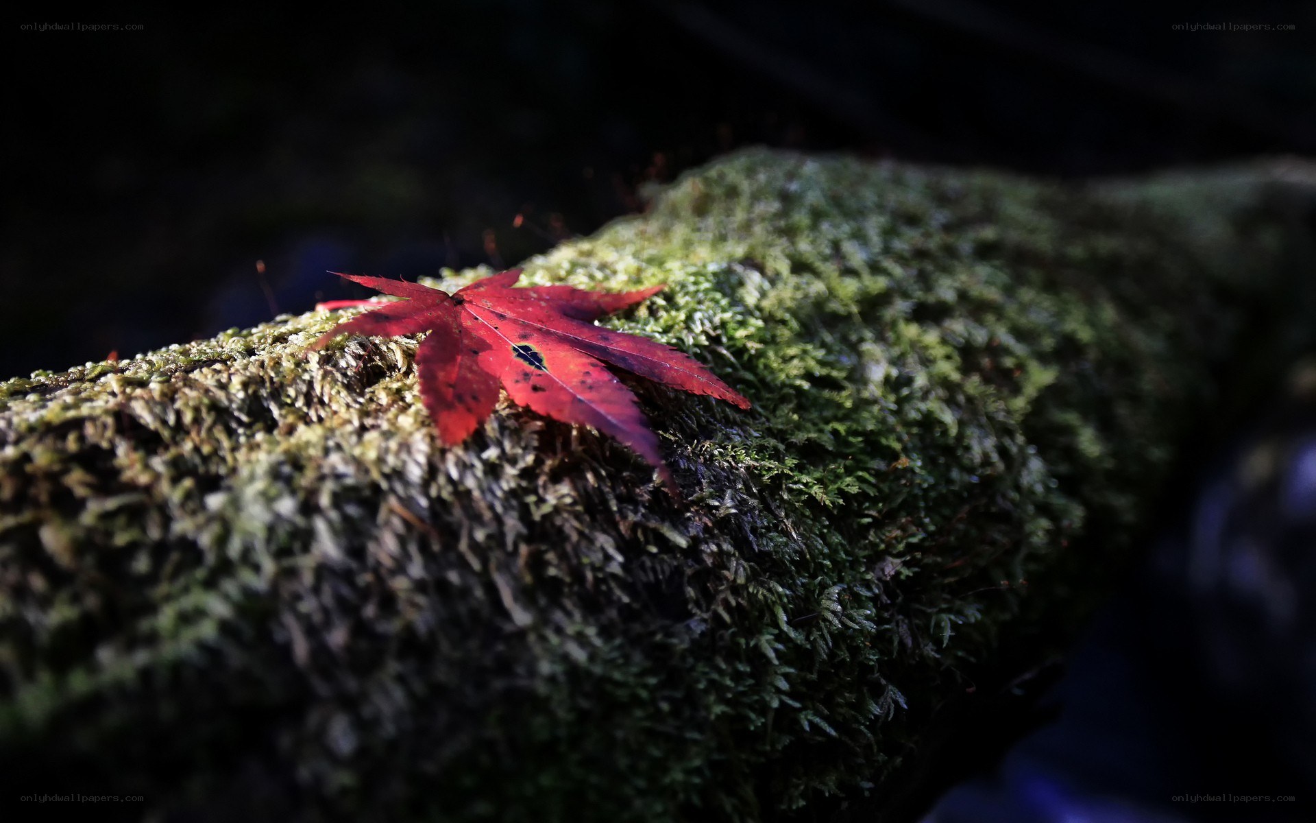 Red leaf on mossy log