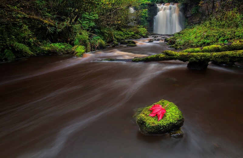 Red Leaf on Mossy Rock