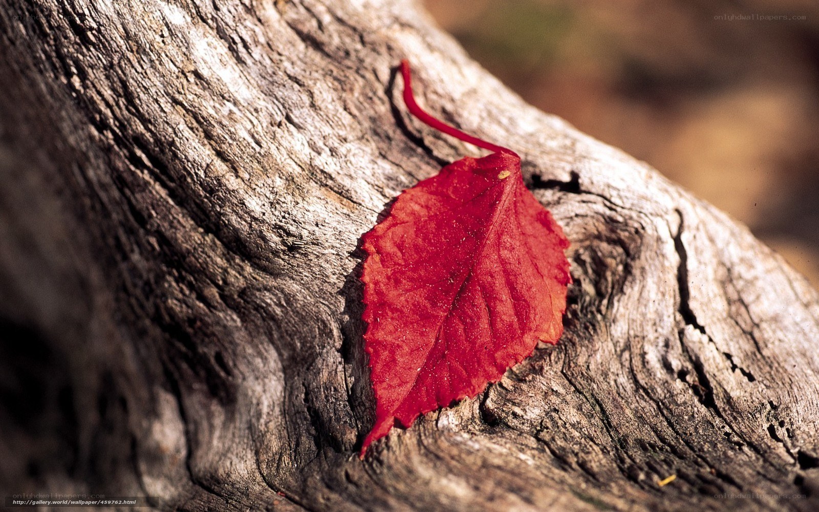 Red leaf on old wood