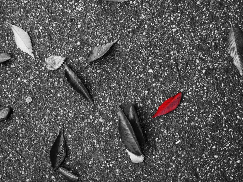 Red leaf on pavement