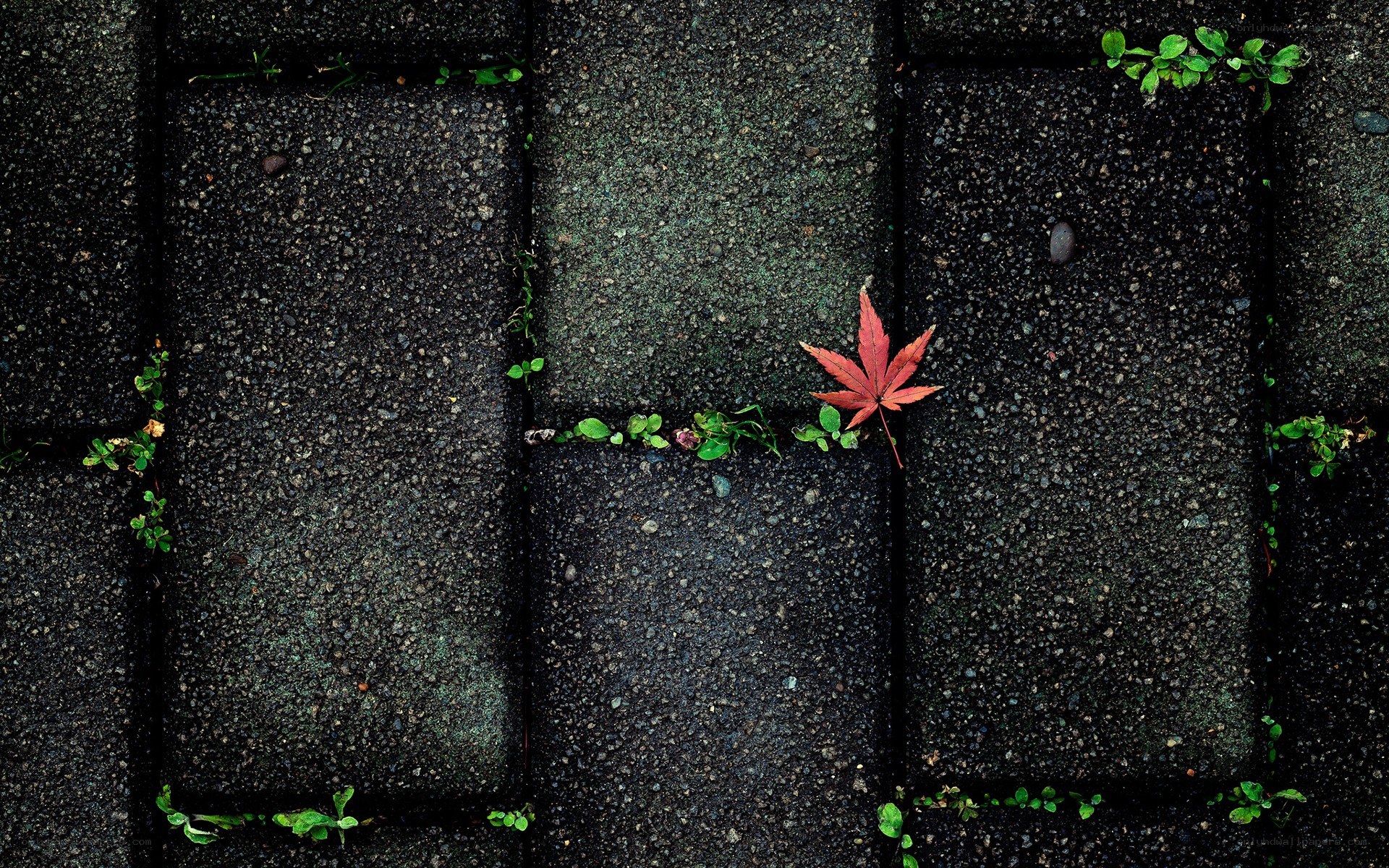 Red leaf on pavement