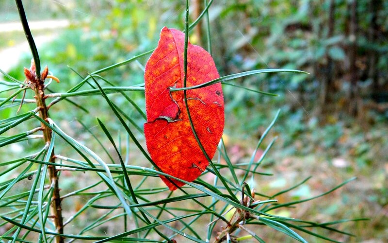 Red leaf on pine branch