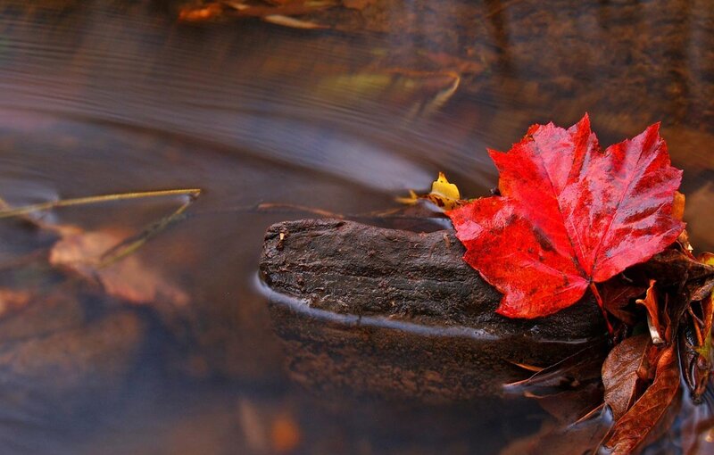 Red Leaf on Rock