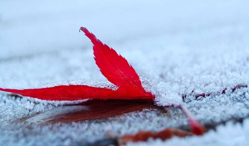 Red Leaf on Snow — Calm