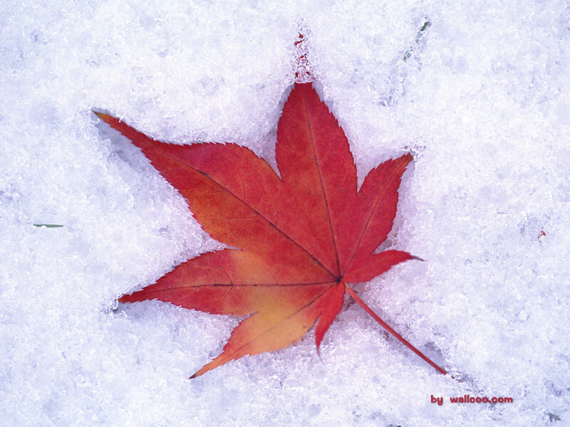 Red leaf on snow