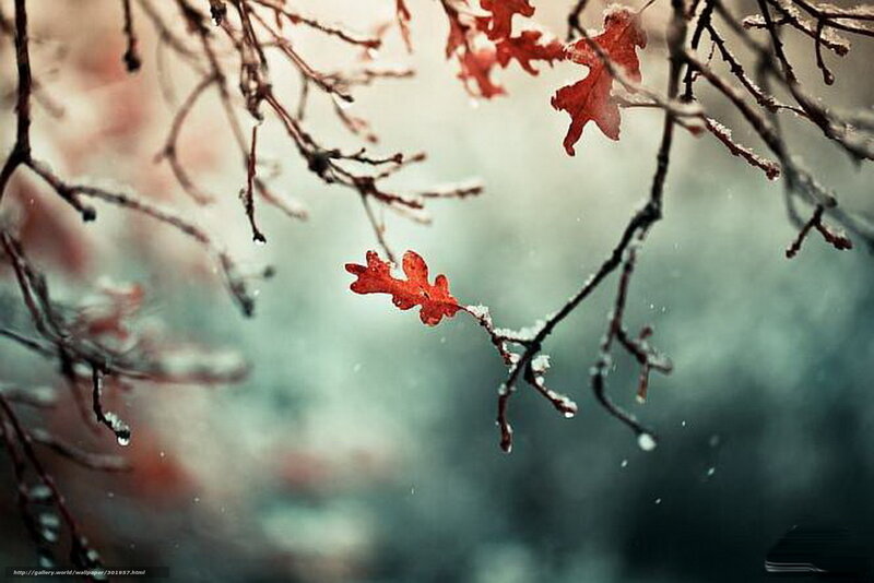 Red leaf on snowy branch