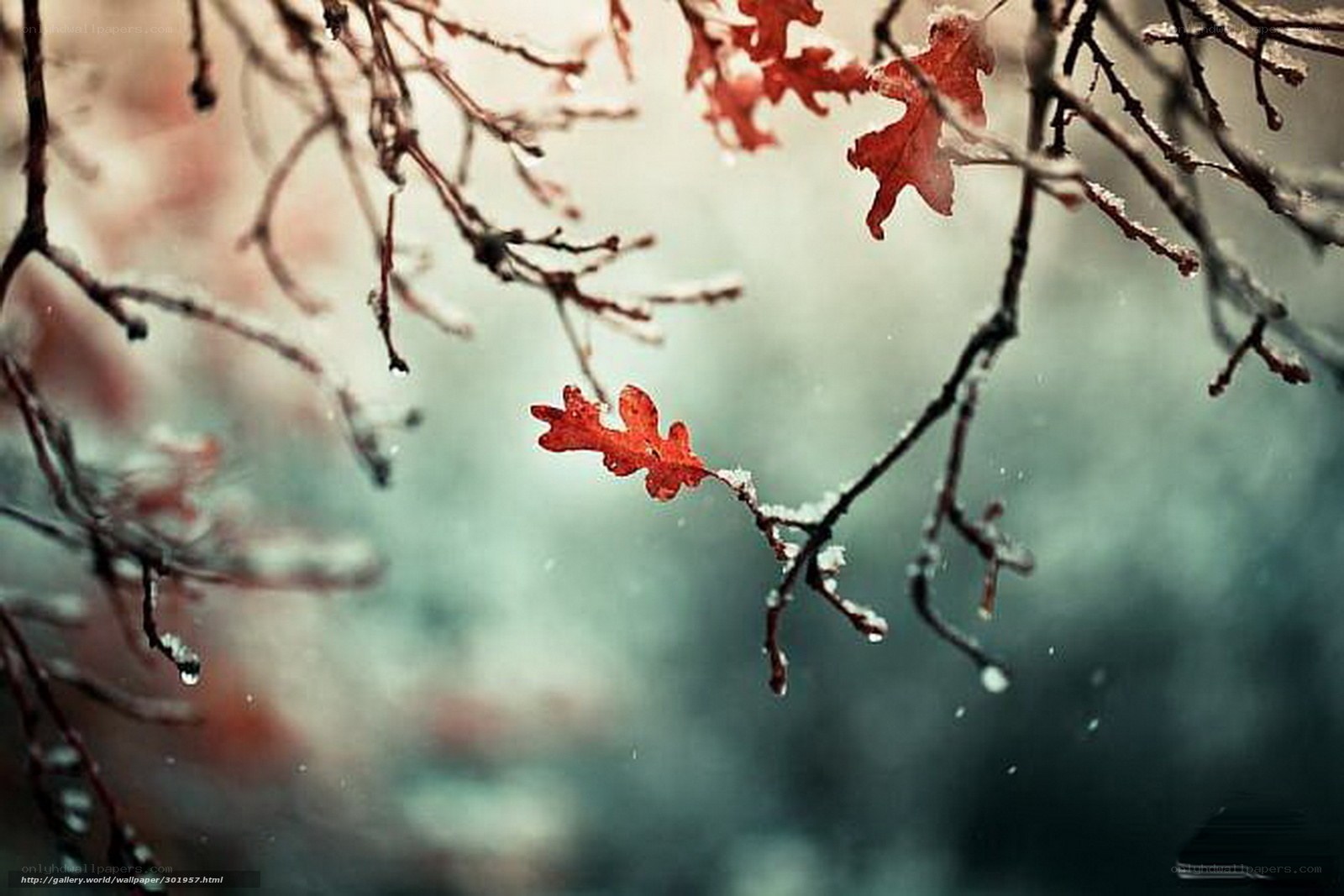 Red leaf on snowy branch