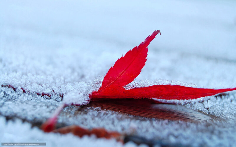 Red leaf on snowy ground