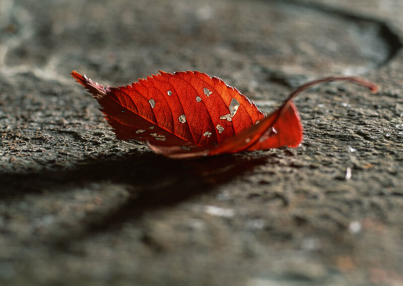 Red leaf on stone surface