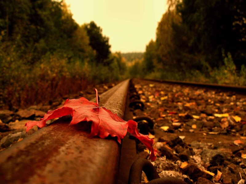 Red Leaf on Train Track — Serene