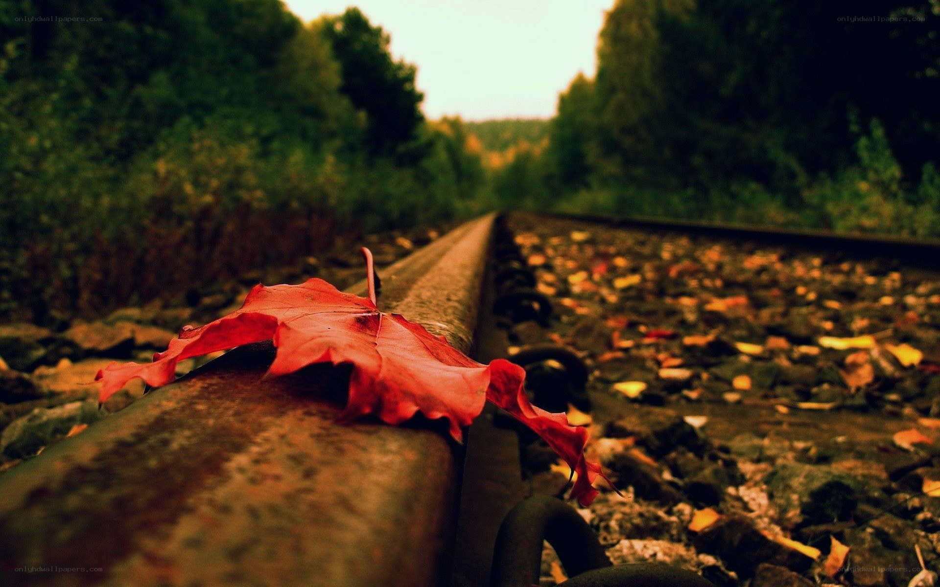 red leaf on train tracks