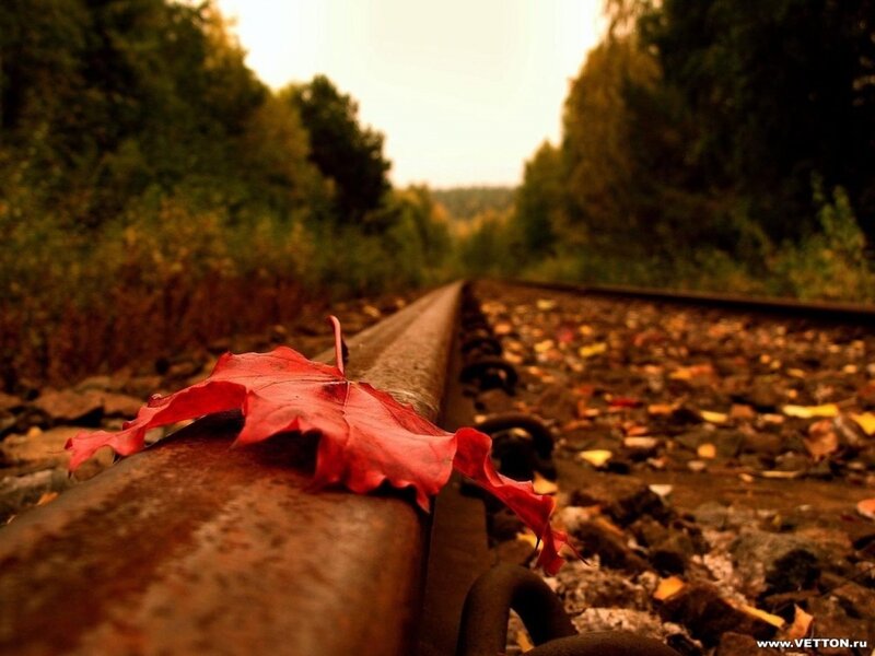 Red leaf on train tracks