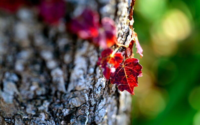 Red Leaf on Tree Bark — Serene