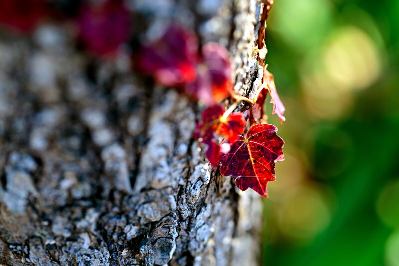 Red Leaf on Tree Bark