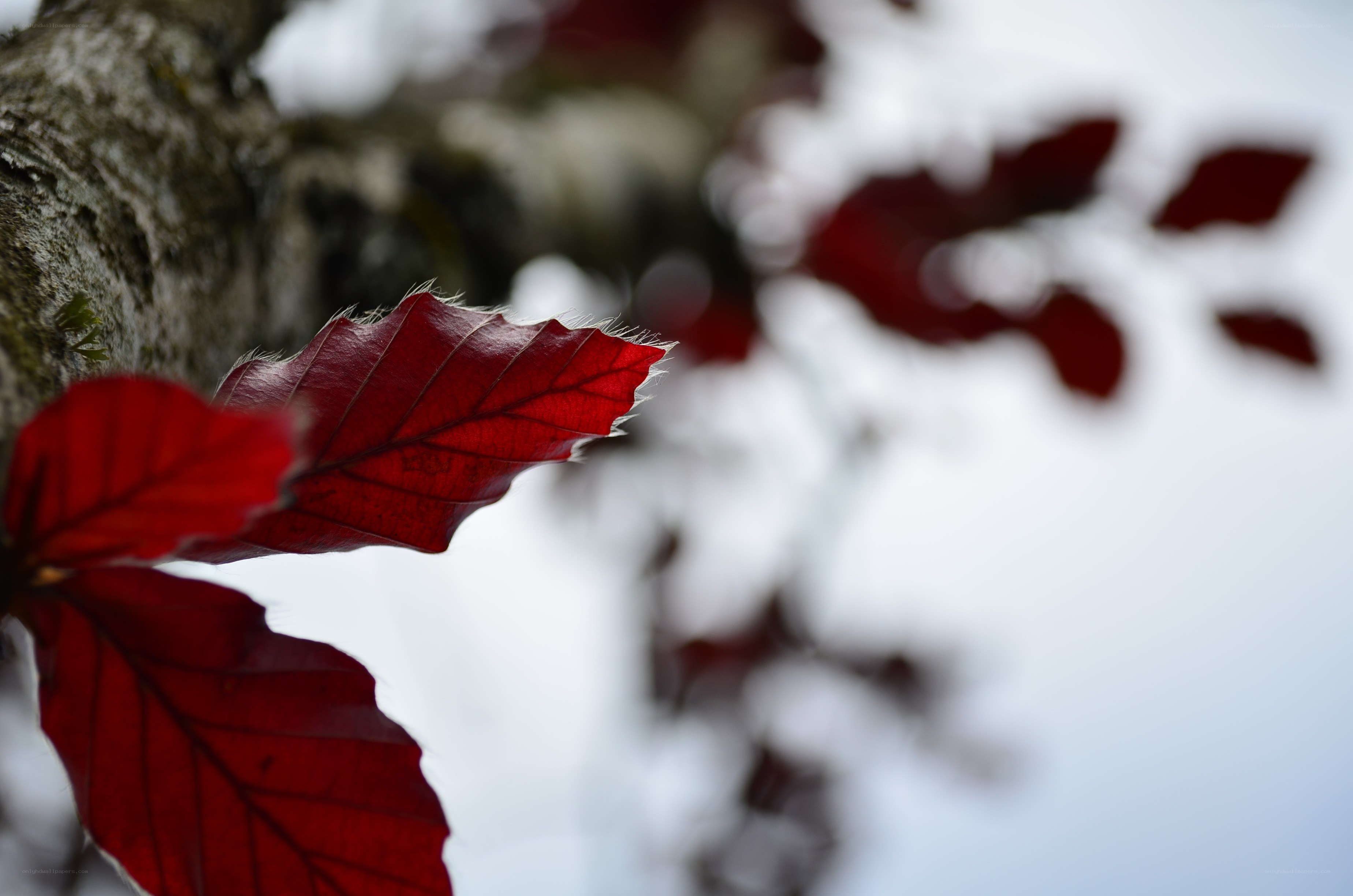 Red leaf on tree branch