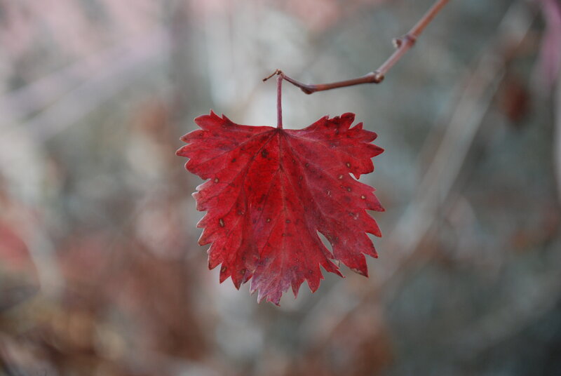 Red Leaf on Vine