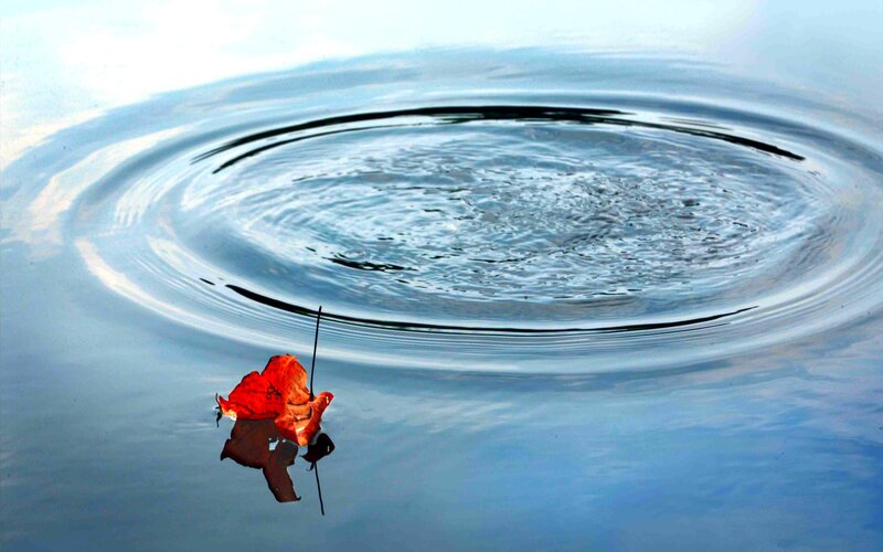 Red Leaf on Water