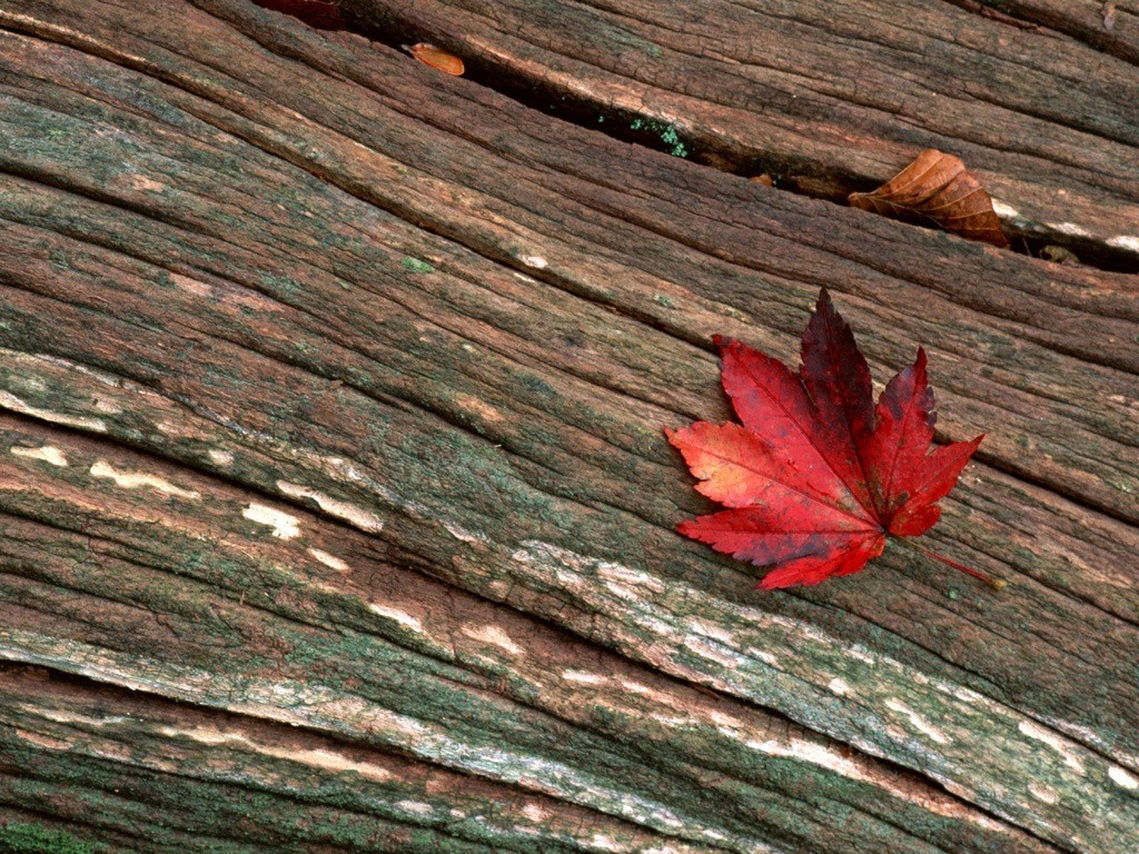 Red leaf on weathered wood
