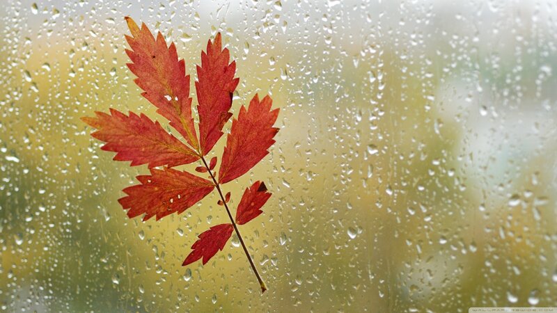 Red Leaf on Wet Glass