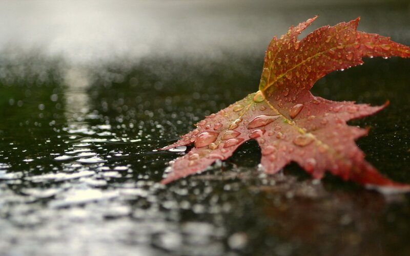 Red Leaf on Wet Surface — Calm